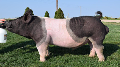 13 Litter Boar